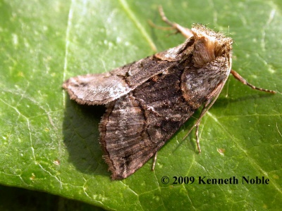 spectacle (Abrostola tripartita) Kenneth Noble